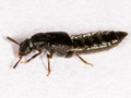 Anotylus rugosus